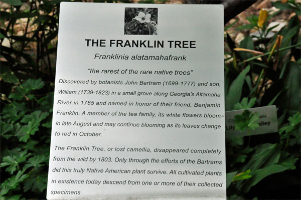 sign about The Franklin Tree